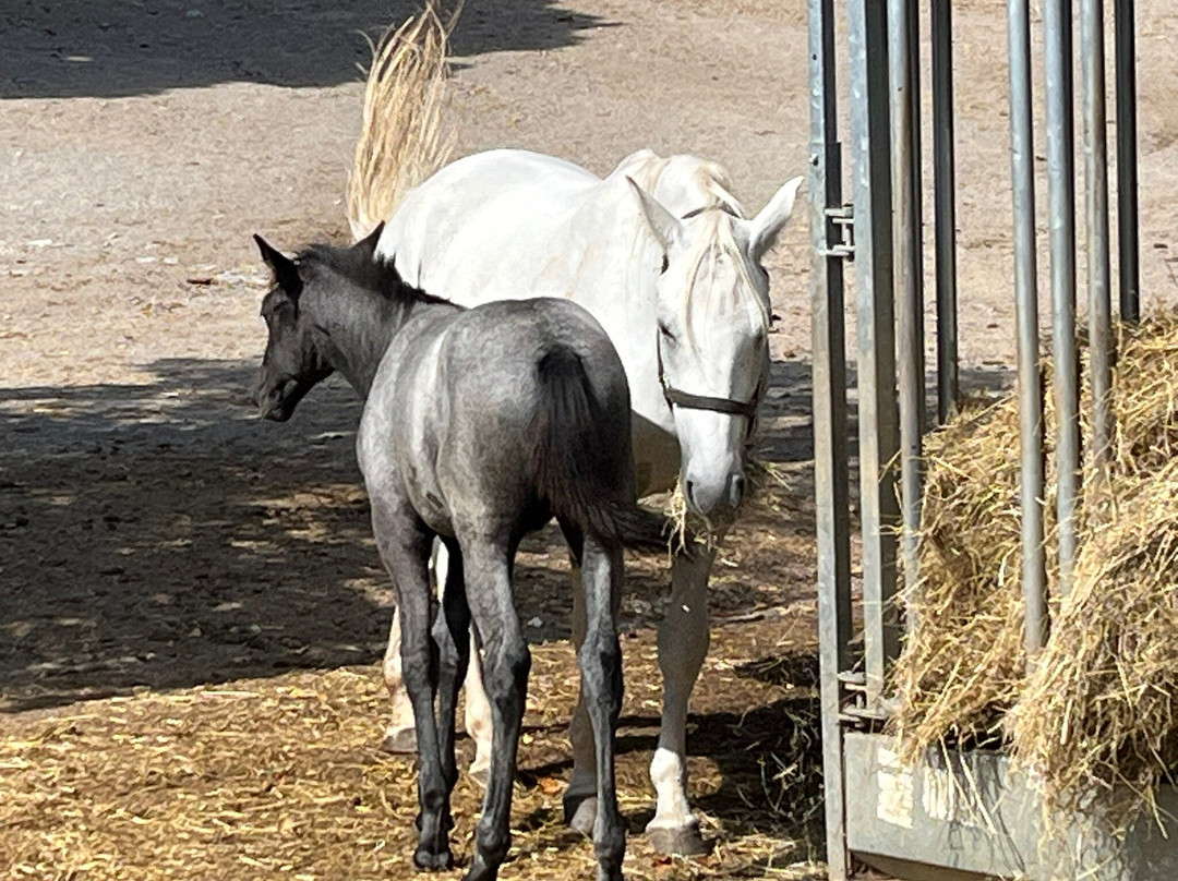 Lipica Stud Farm - Kobilarna Lipica-Lipica必去景点
