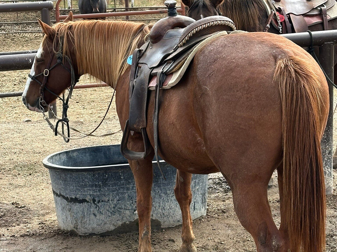 Rocky Mountain Stables-格兰比必去景点