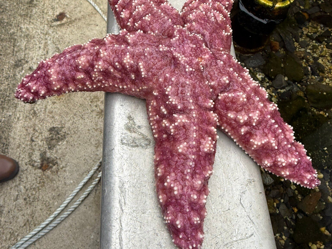 Hump Island Oyster & Kelp Farm with Tasting-凯奇坎必去景点