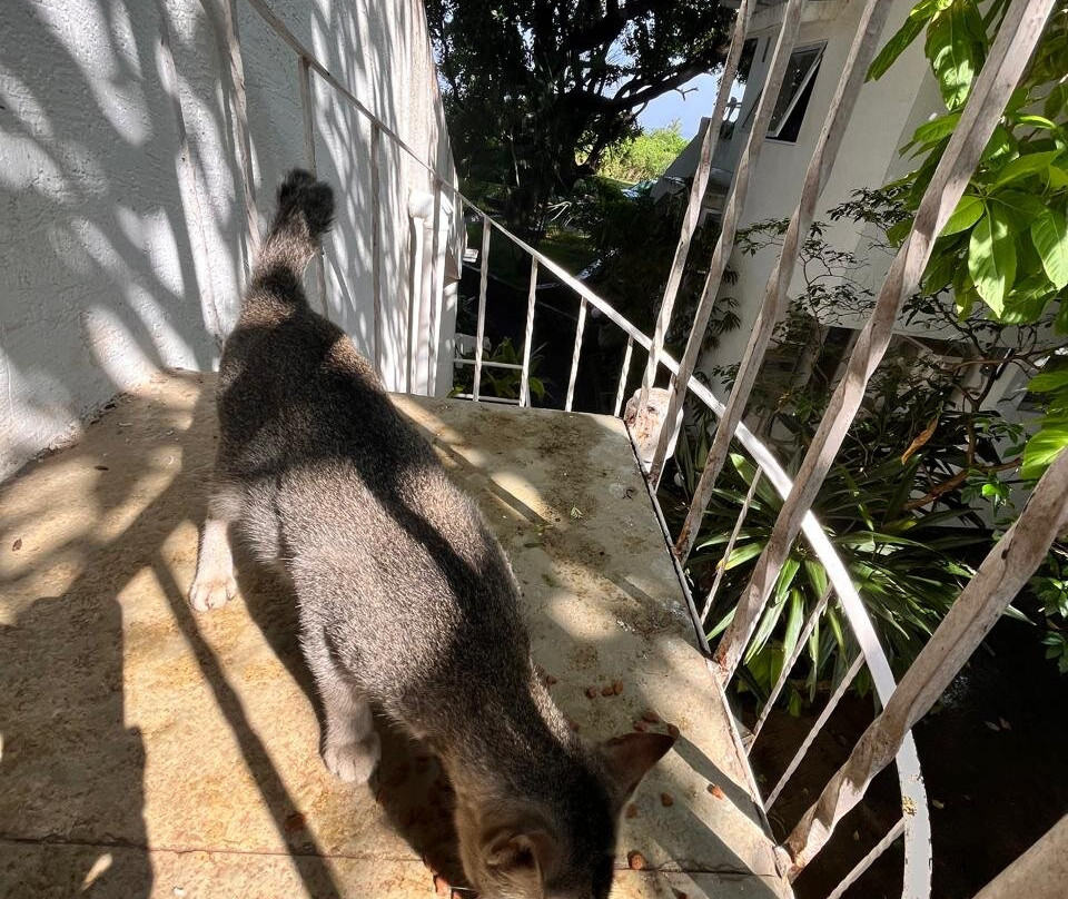 The Lighthouse主图