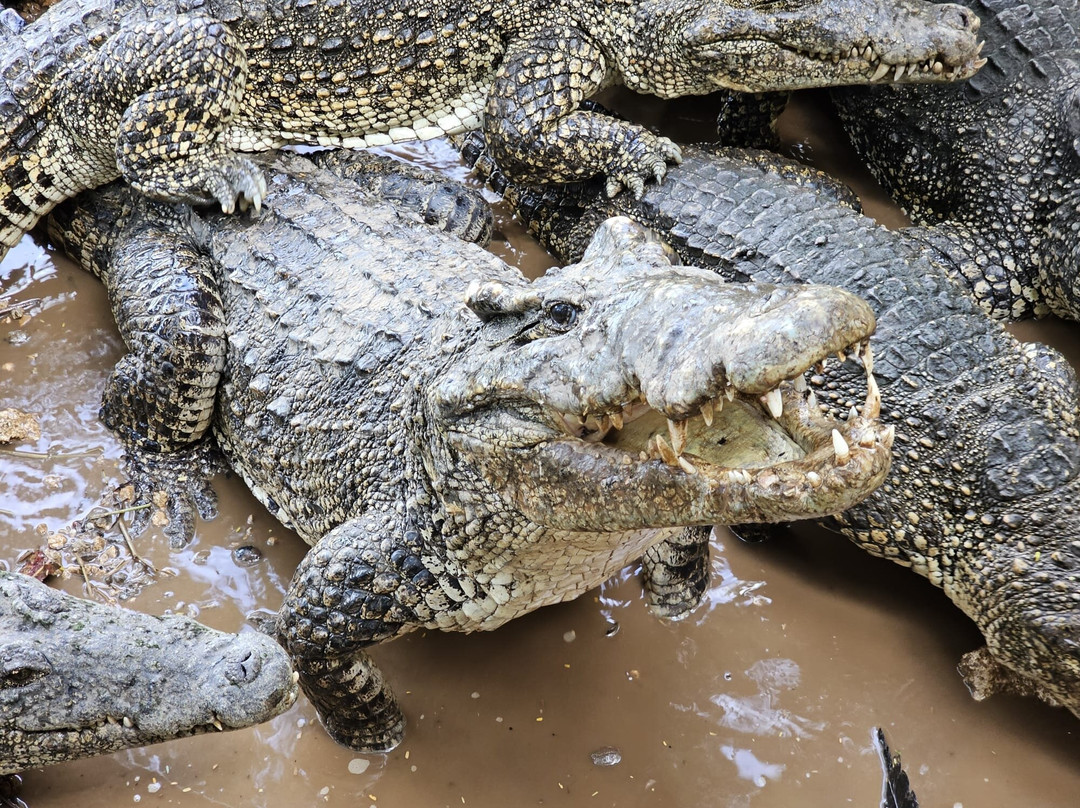 Playa Larga-Playa Larga必去景点