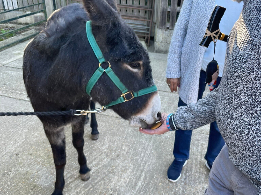 Brockenhurst Donkey Walks-Brockenhurst必去景点