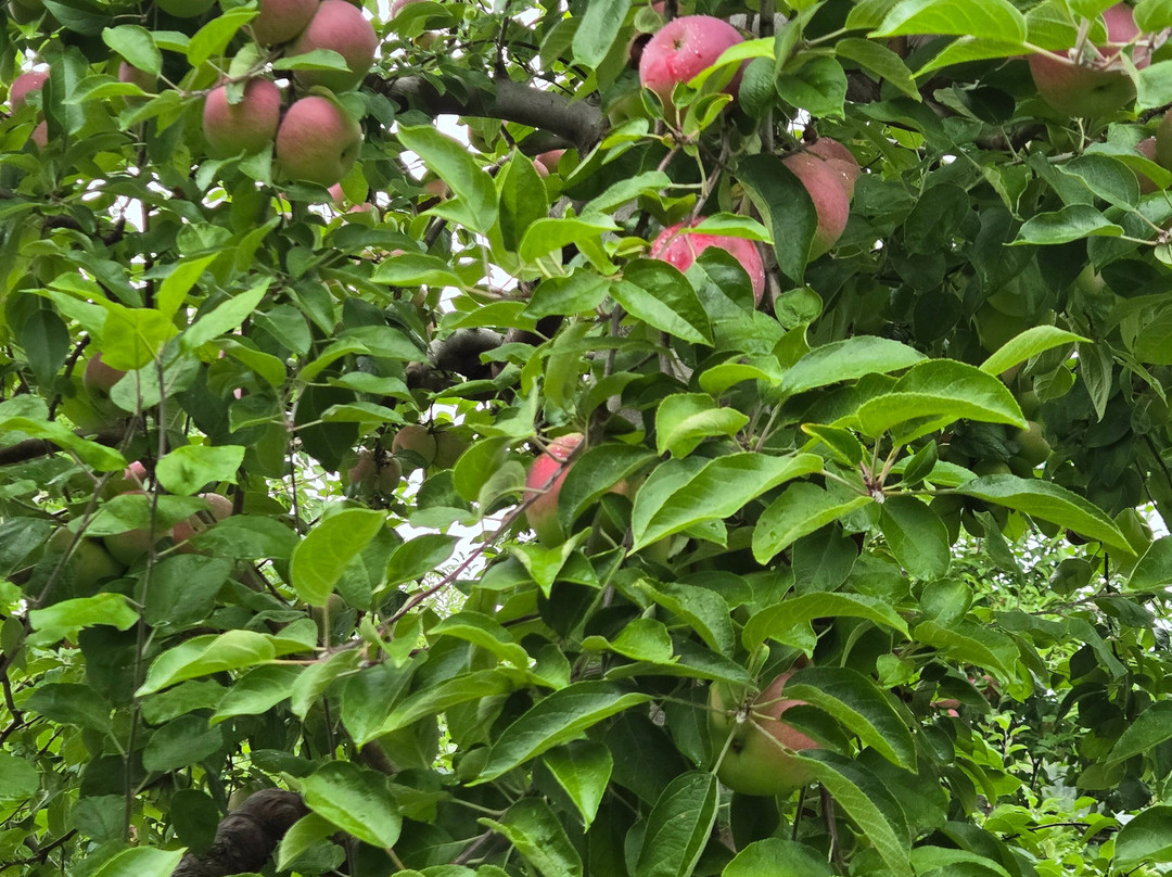 Thompson's Orchards-New Gloucester必去景点