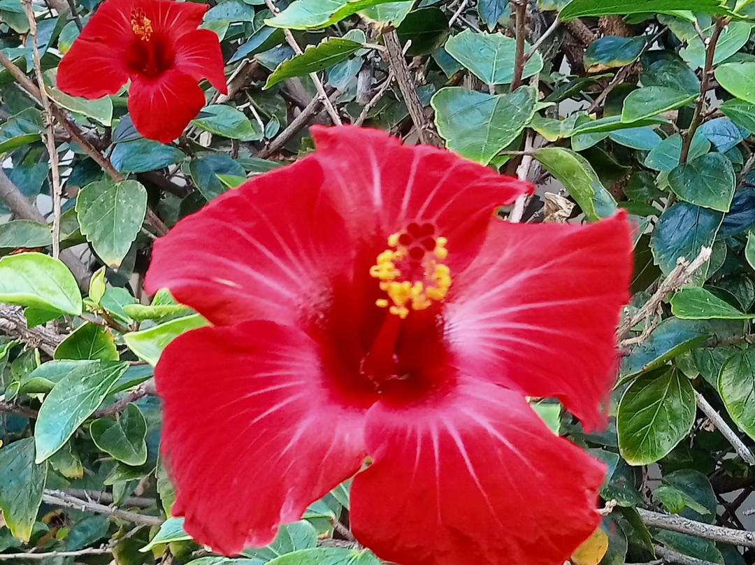 Rethymno Palace主图