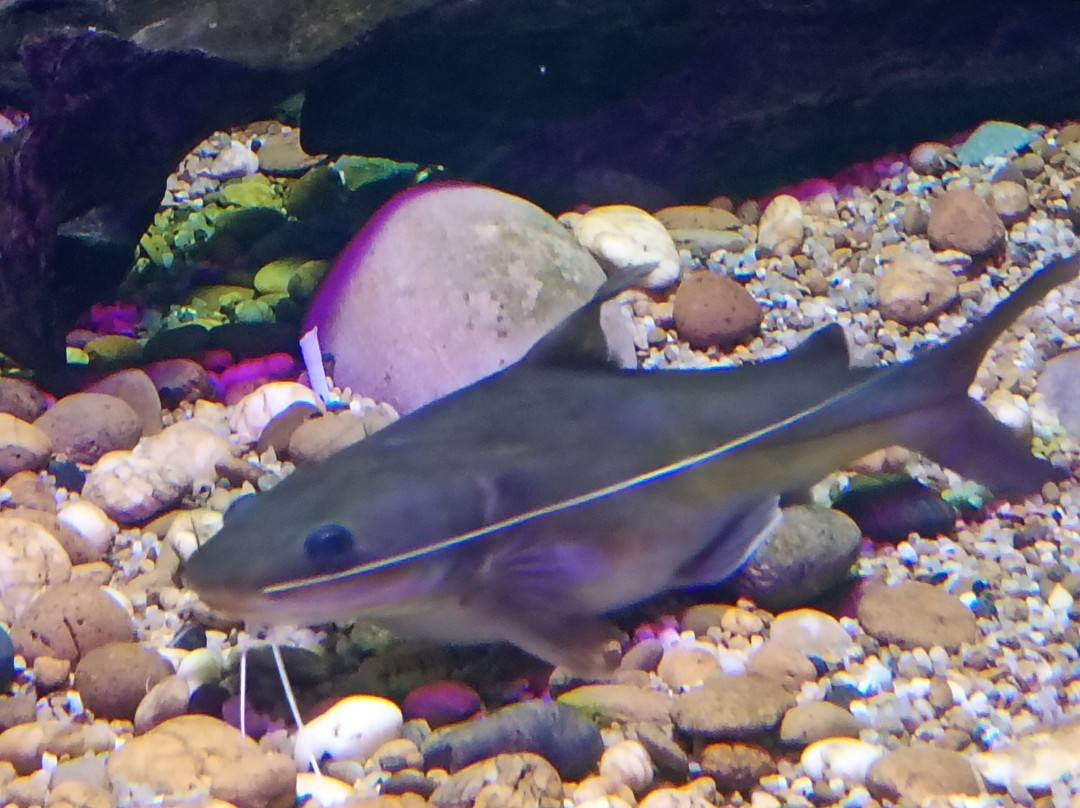 Mueang Roi Et Municipality Aquarium-黎逸必去景点