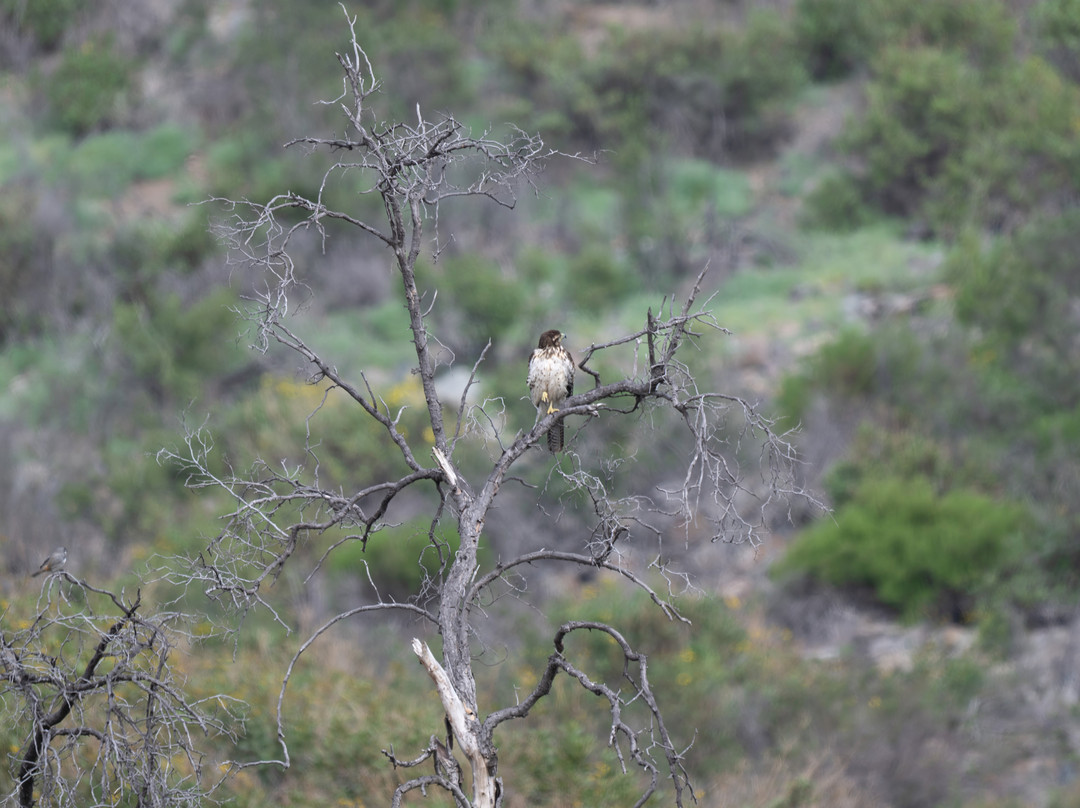 Parque La Giganta-Panquehue必去景点