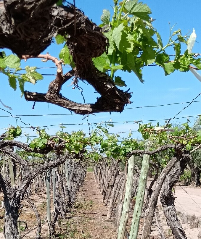 Bodega CarinaE-Maipu必去景点