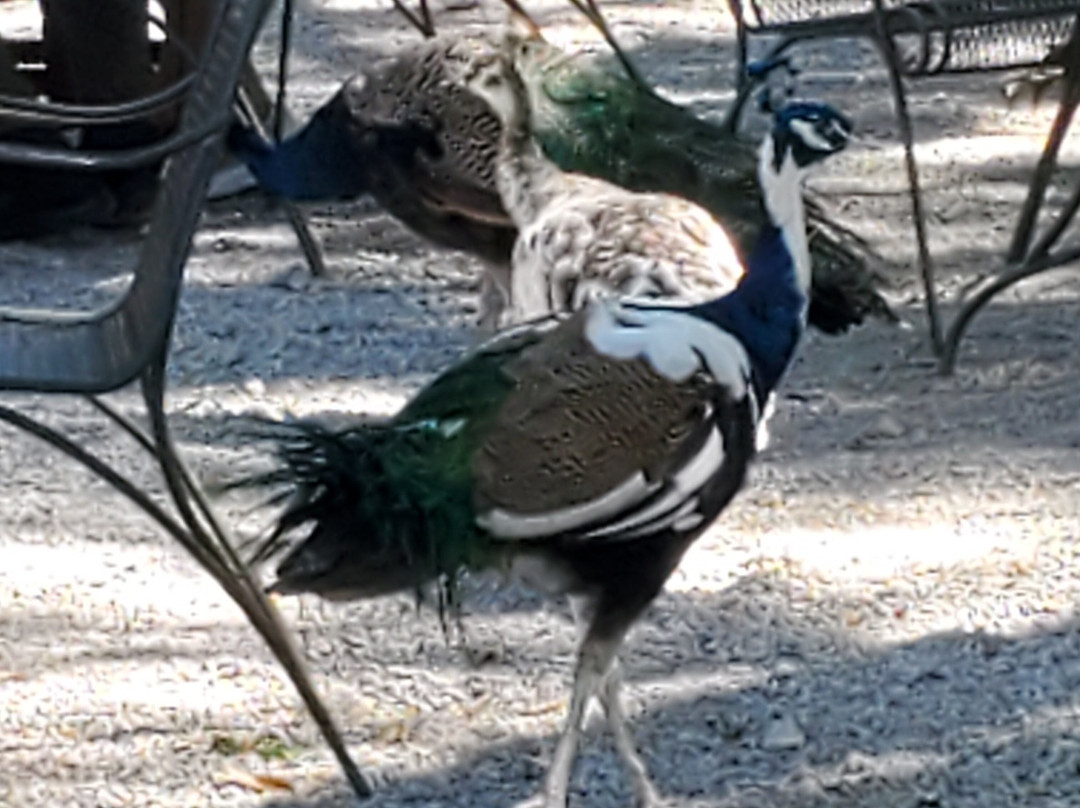 Rip Van Winkle Gardens-新伊比利亚必去景点