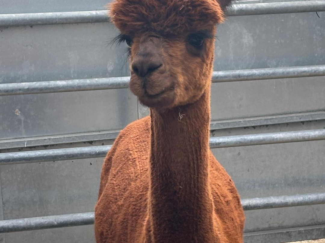 Botany Bay Farm-恩菲尔德必去景点