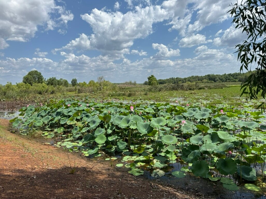 Fogg Dam Conservation Reserve-汉普蒂杜必去景点