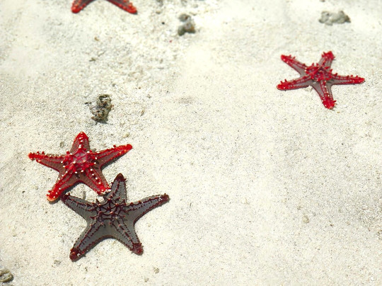 Saad Zanzibar Tour Guide-石头城必去景点