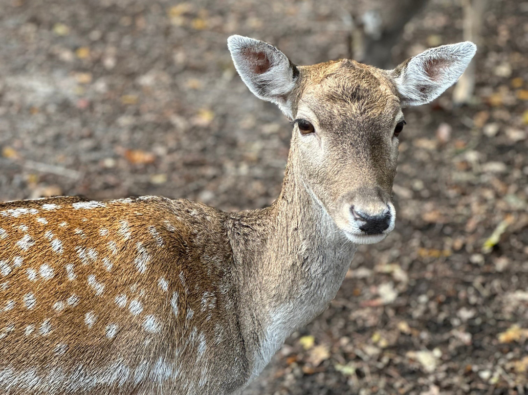 New Forest Wildlife Park-Ashurst必去景点