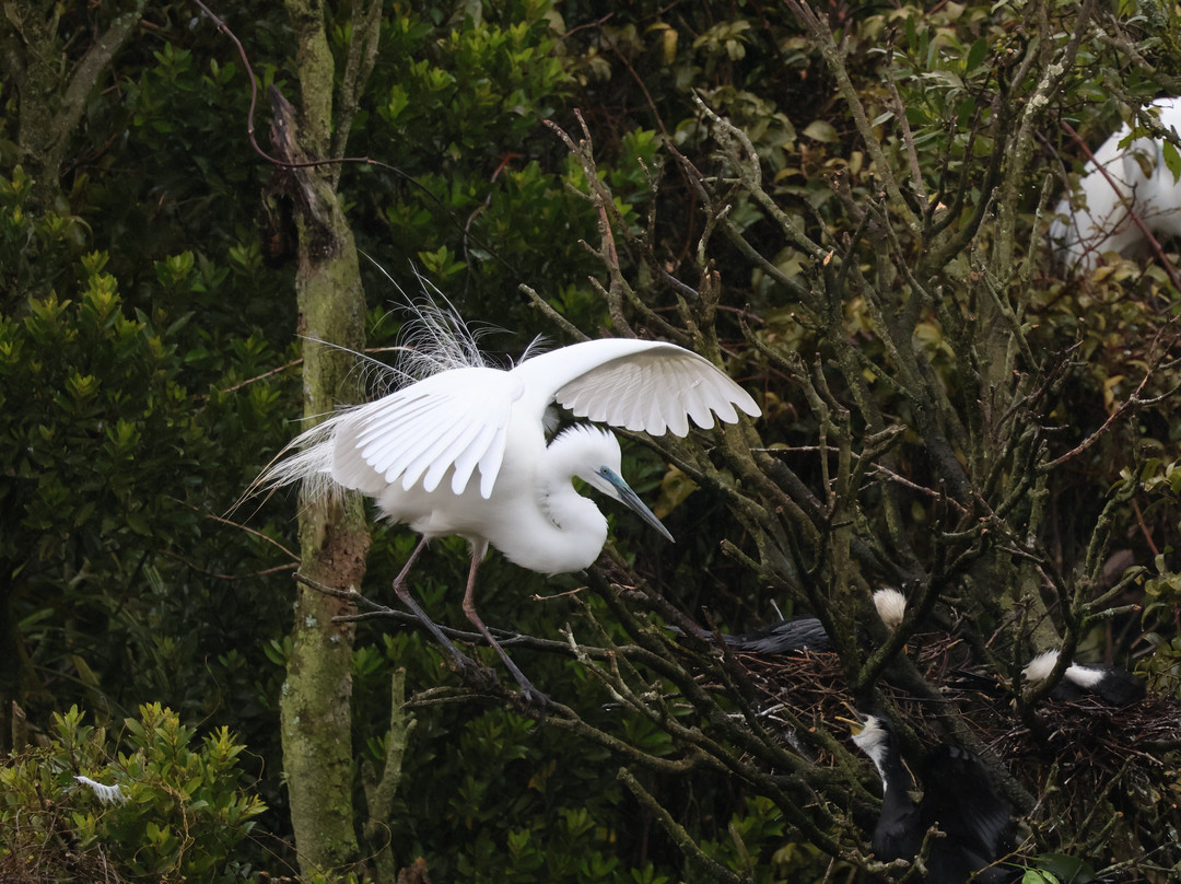 苍鹭保护区-Whataroa必去景点