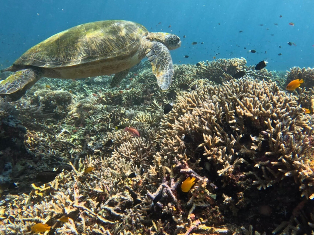 Captain Komodo-Labuan Bajo必去景点
