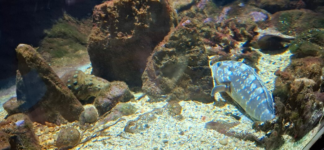 Aquario da Madeira-莫尼什港必去景点