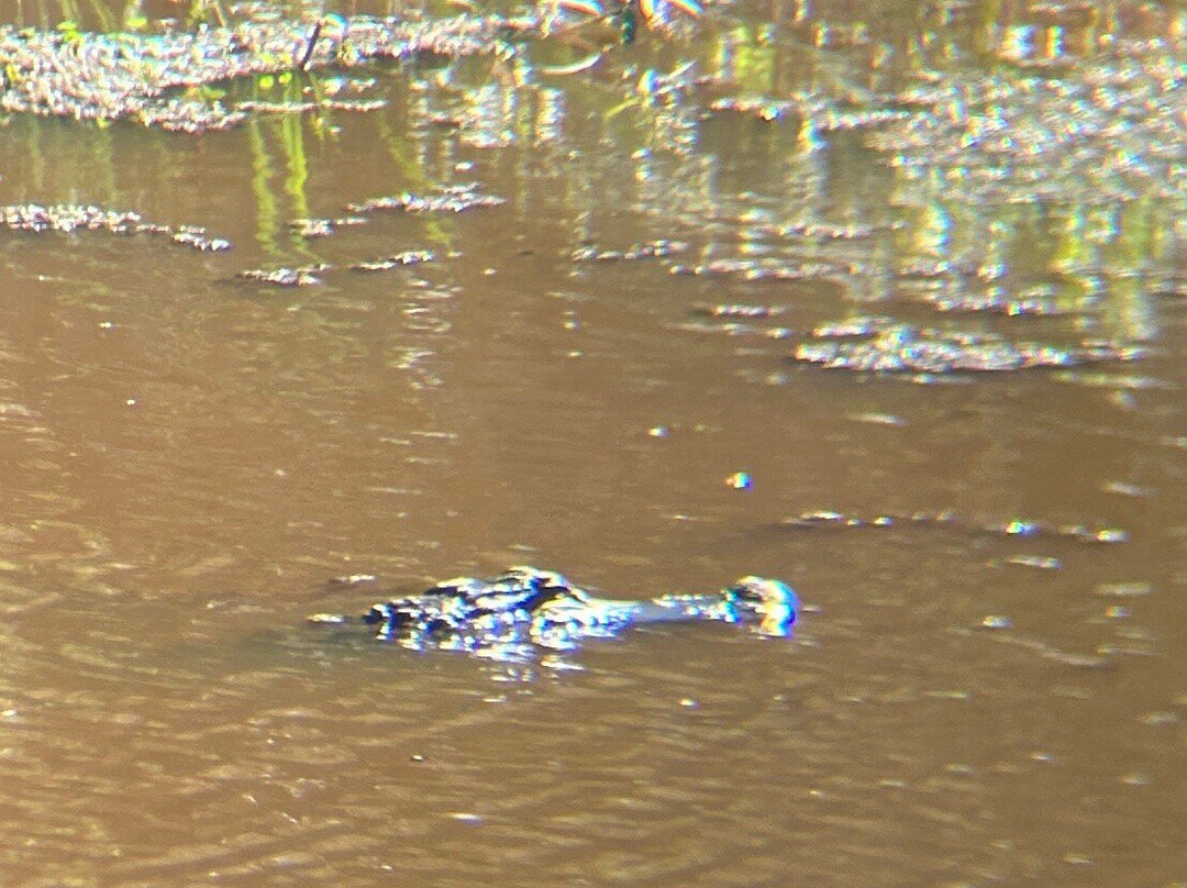 Savannah National Wildlife Refuge-Hardeeville必去景点