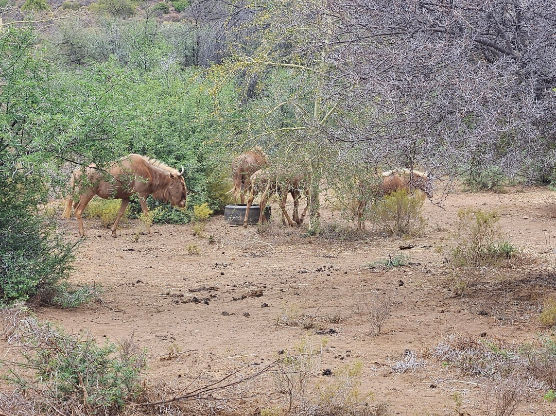 Chandelier Game Lodge & Ostrich Show Farm-奥兹洪必去景点