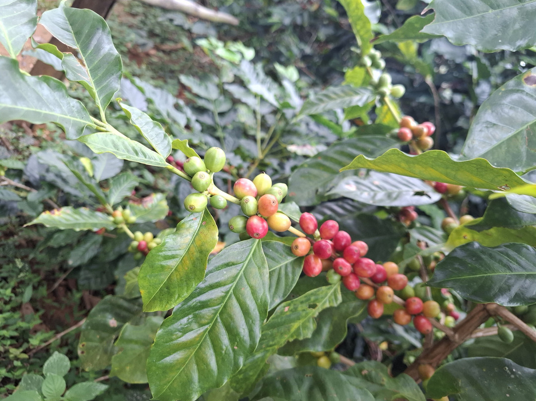 Aventura Mundo-瓦图尔科必去景点