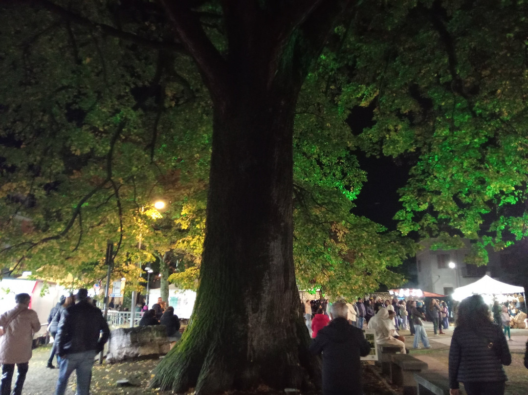 Tiglio Secolare di Summonte-Summonte必去景点