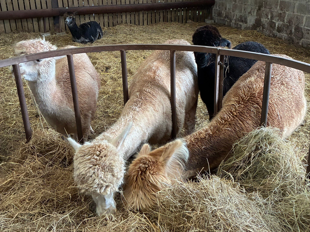 Pembrokeshire Alpaca Trekking-腾比必去景点