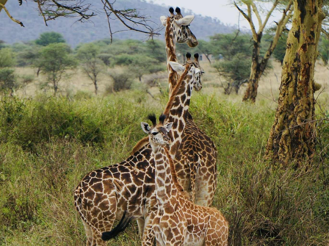 Safaris-R-Us-阿鲁沙必去景点