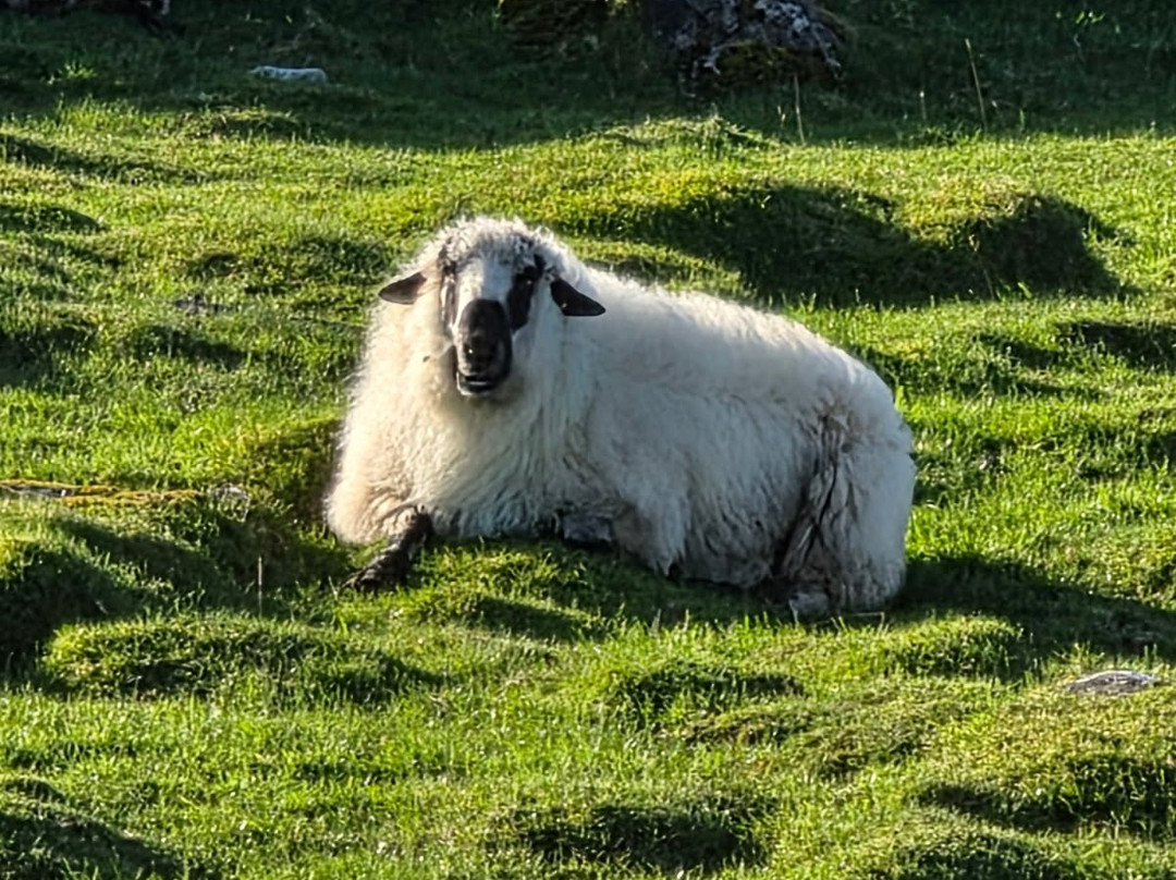 Lydon’s of Galway-都柏林必去景点