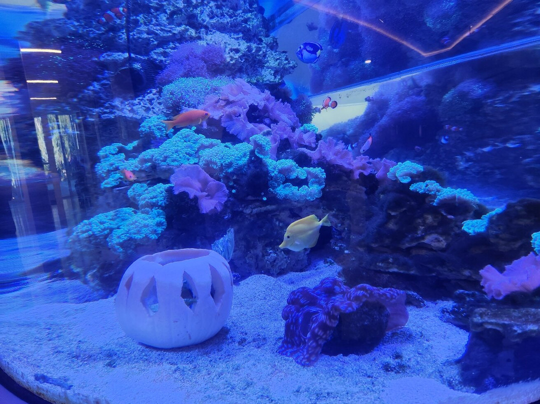 The Bailey-Matthews National Shell Museum & Aquarium-萨尼贝尔岛必去景点