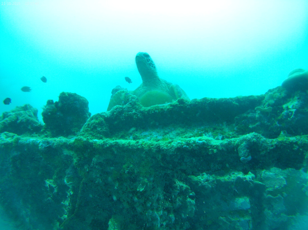Pacific Dive-卢甘维尔必去景点