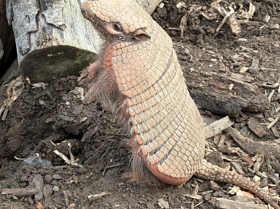 Northumberland Zoo-莫佩思必去景点