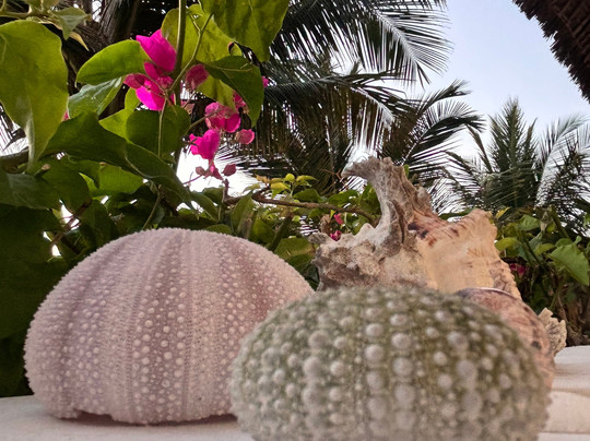 Mambo Paradise主图