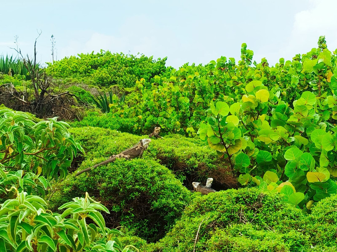 Authentique Excursion-Sainte-Anne必去景点