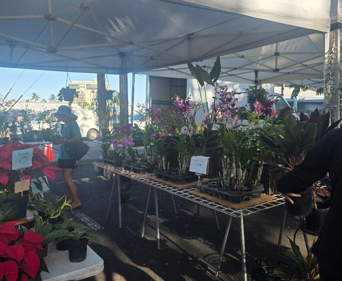 Kaka'ako Farmer's Market-火奴鲁鲁必去景点