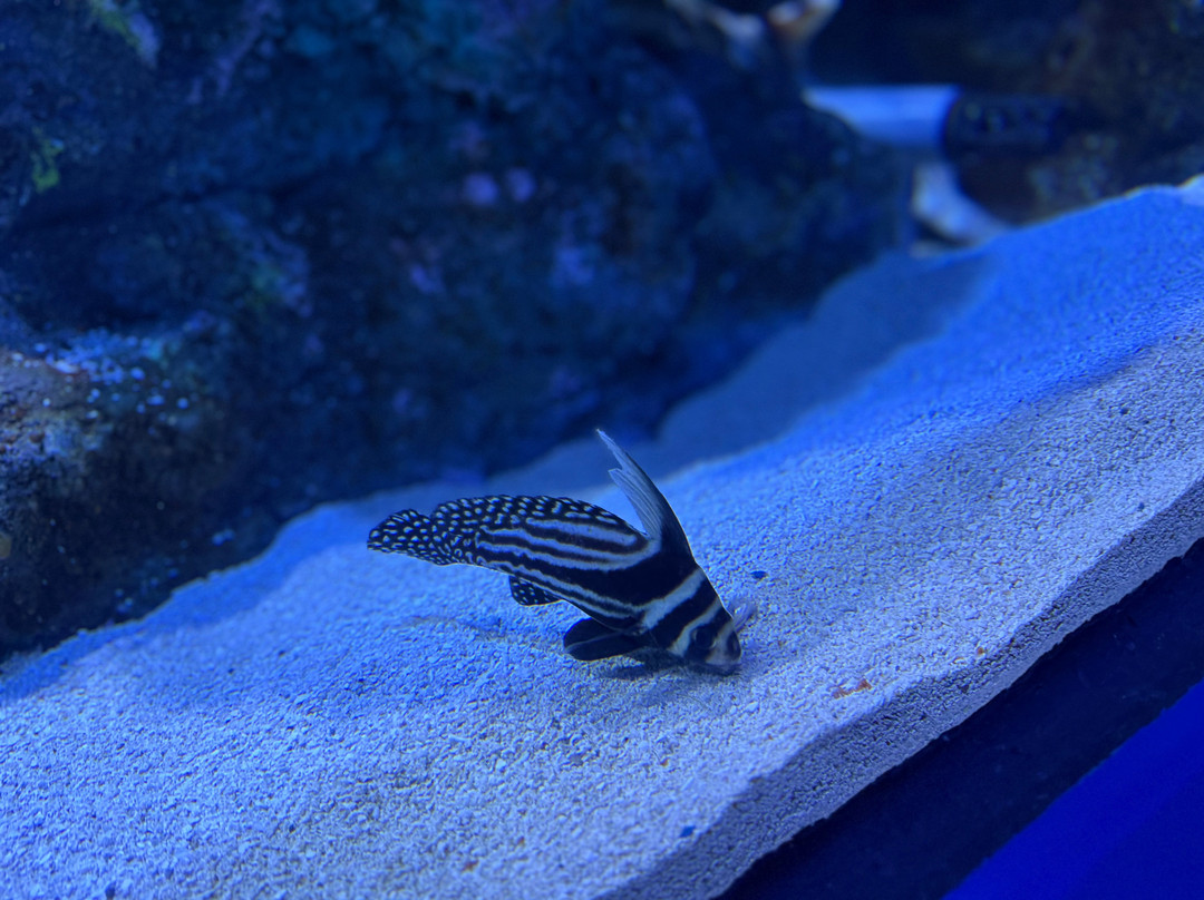 Aquarium At The Boardwalk-布兰森必去景点