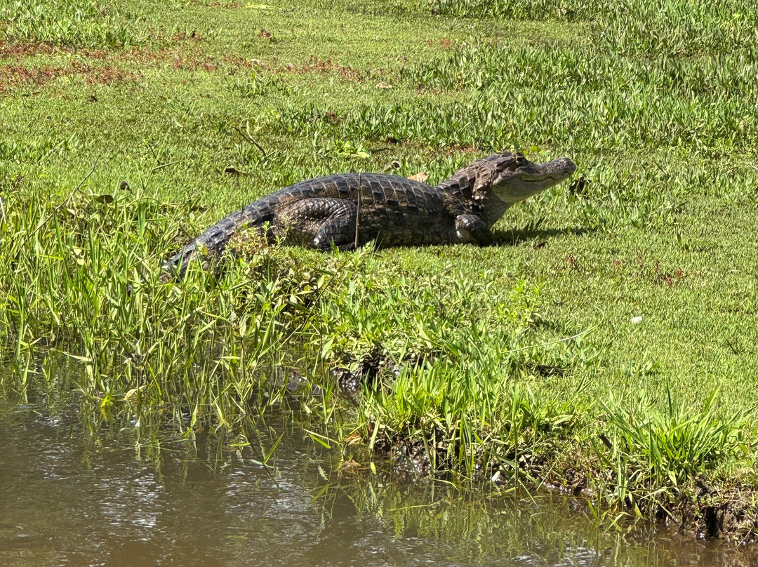 Pizote Tours-Boca Tapada必去景点
