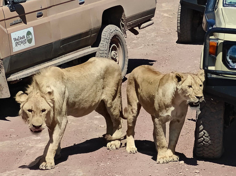 Togola Safaris And Adventure-阿鲁沙必去景点