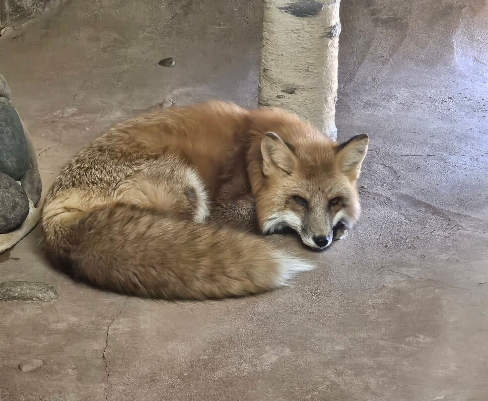 Wildlife World Zoo and Aquarium-Litchfield Park必去景点