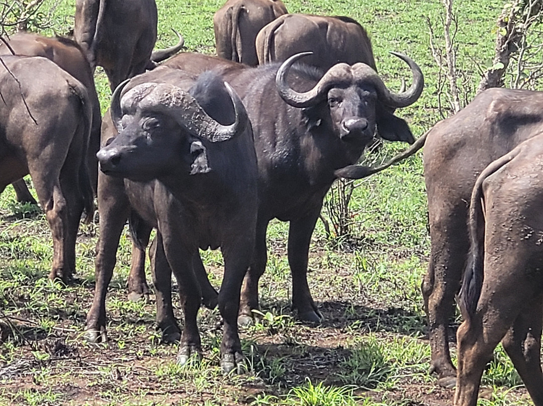 The Other Animals Safaris-克鲁格国家公园必去景点