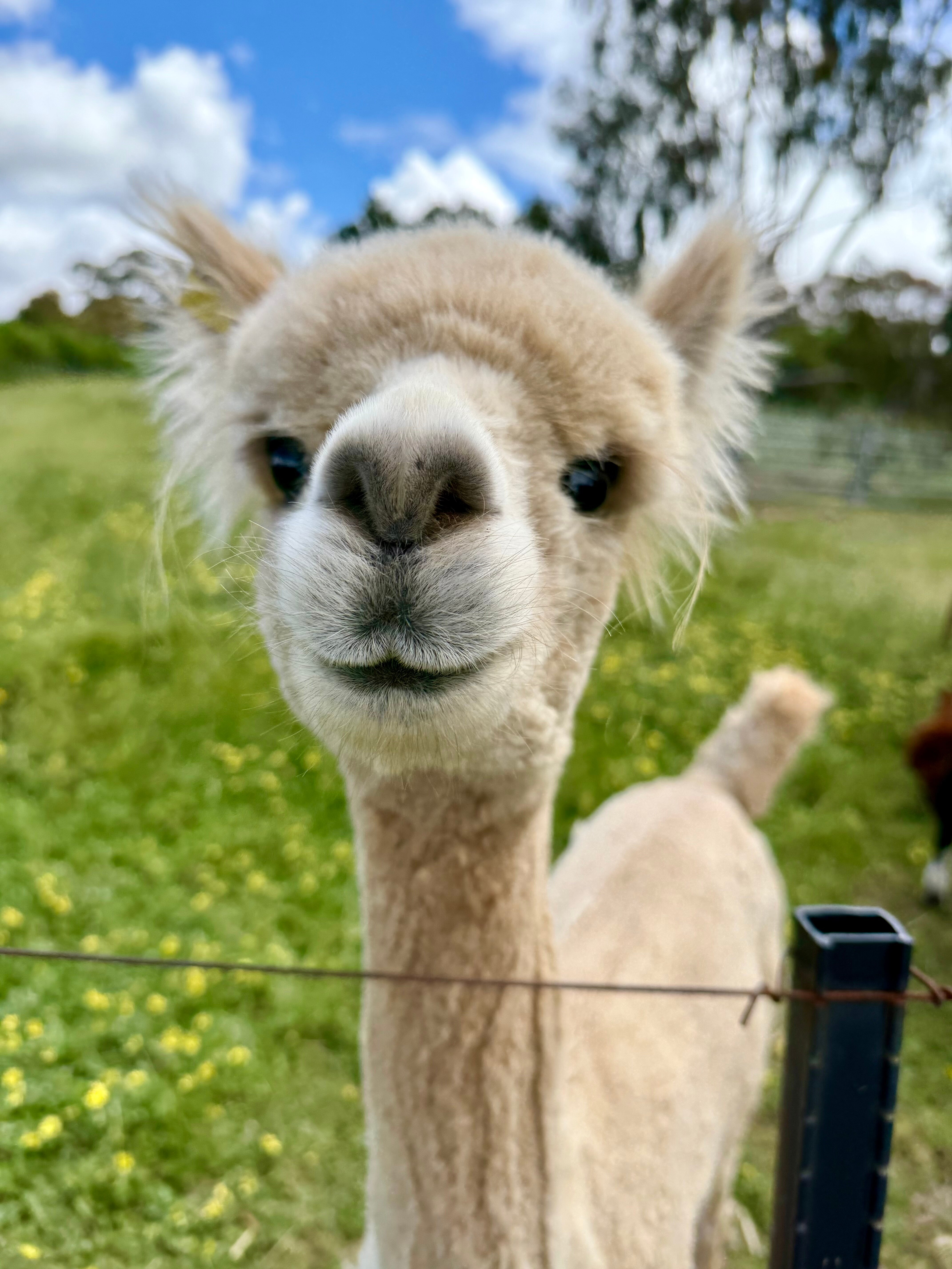 MillDuck StrawBale B&B-官方