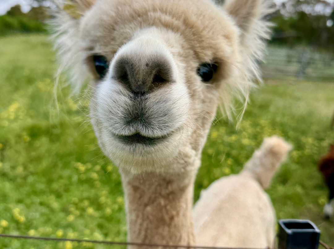 MillDuck StrawBale B&B主图