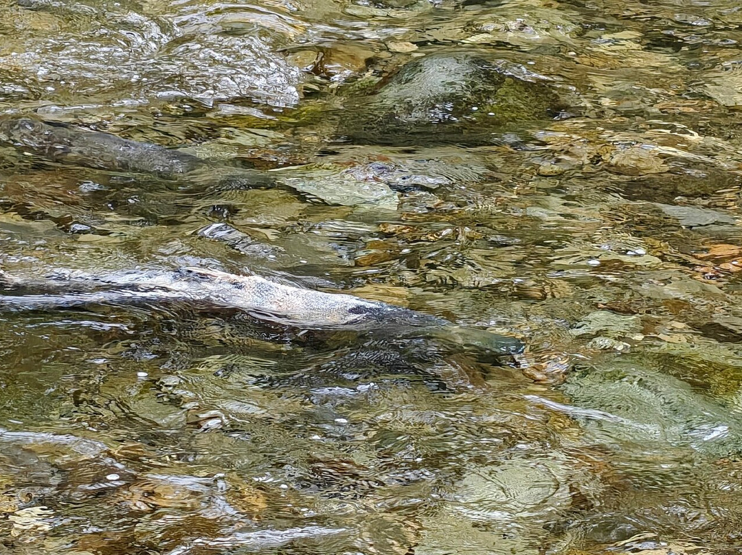 Goldstream Provincial Park-兰福德必去景点
