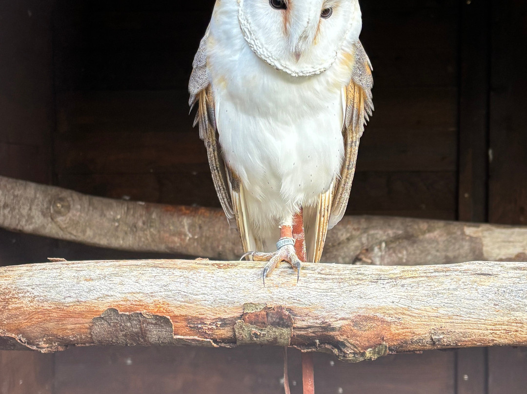West Sussex Falconry-Compton必去景点