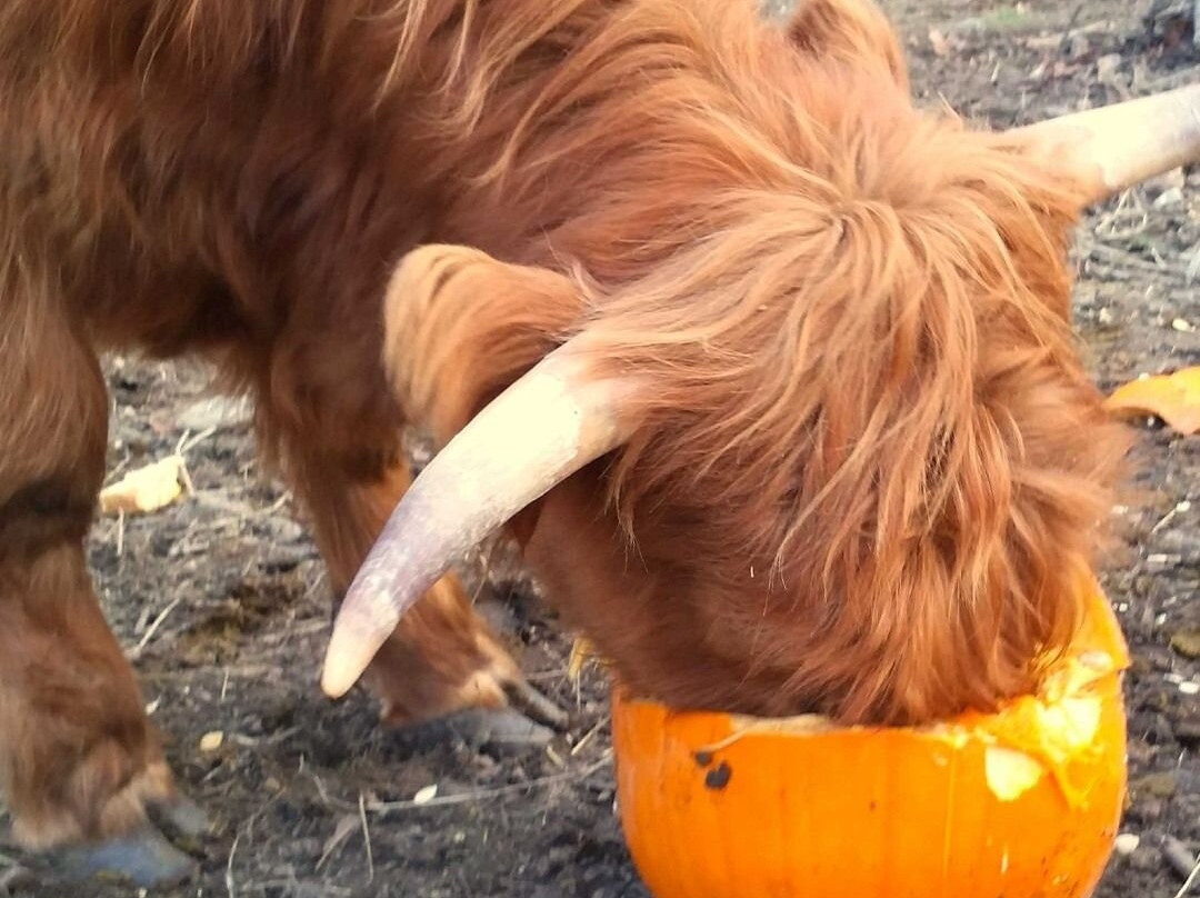 Halloween Farm-Heather必去景点