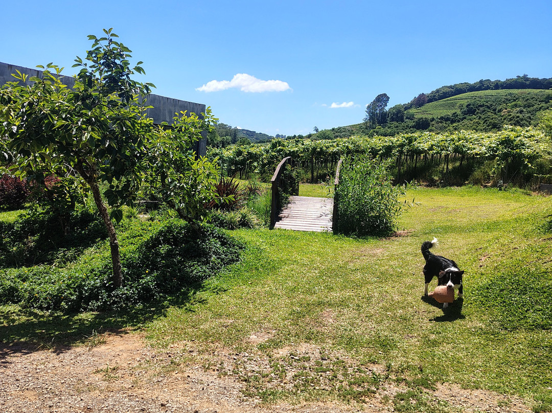 Vinhos Foresti-Pinto Bandeira必去景点