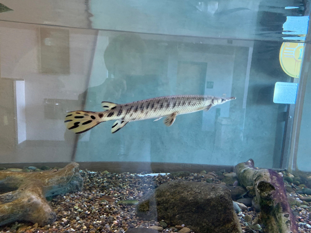 ABQ BioPark Aquarium-阿尔伯克基必去景点