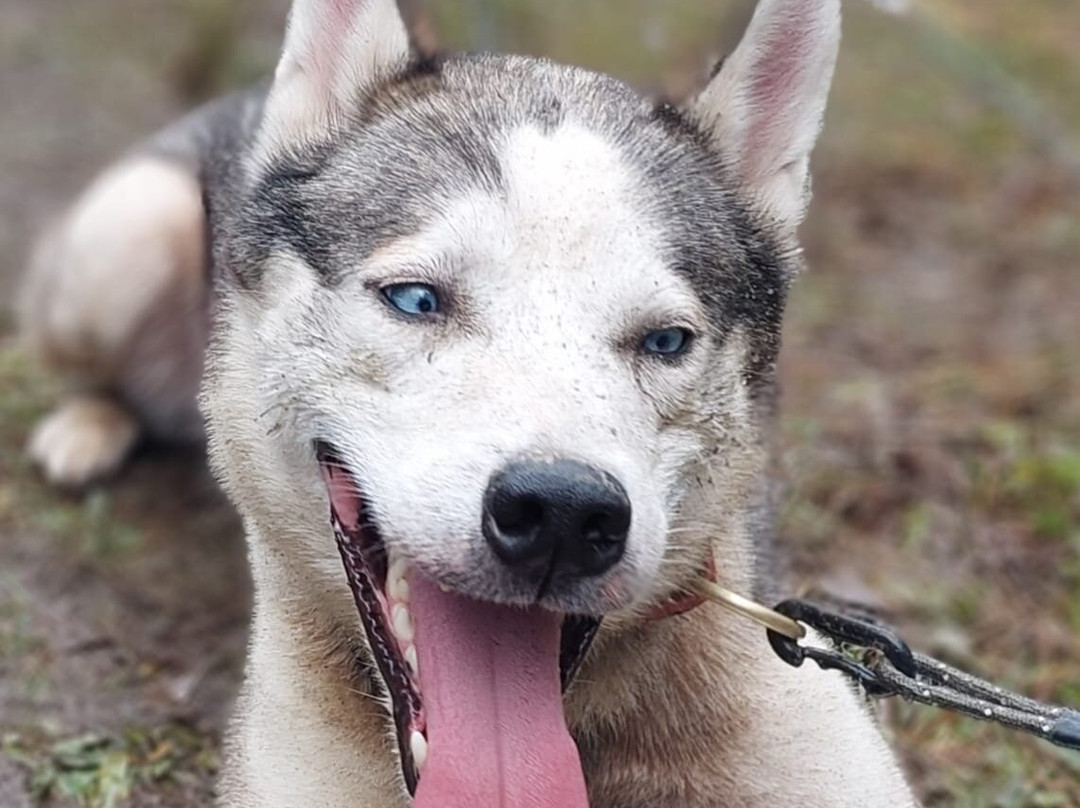 Mynydd Sleddog Adventures-Cerrigydrudion必去景点