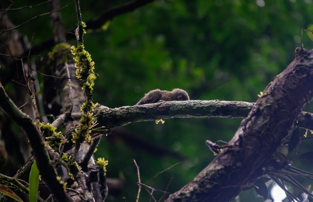 Cuyabeno Dolphin Lodge-Cuyabeno Wildlife Reserve必去景点