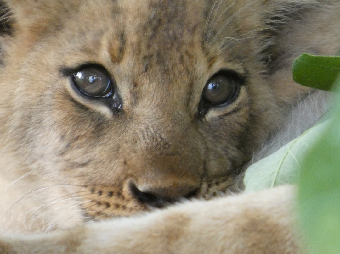 Letaka Safaris-马翁必去景点