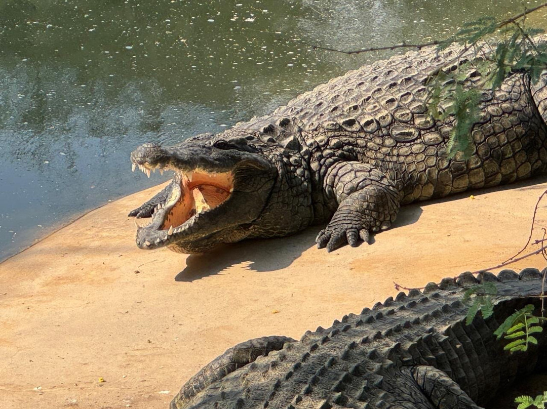 Dubai Crocodile Park-迪拜必去景点