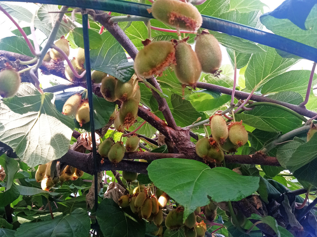 Bio Garden-舍基必去景点