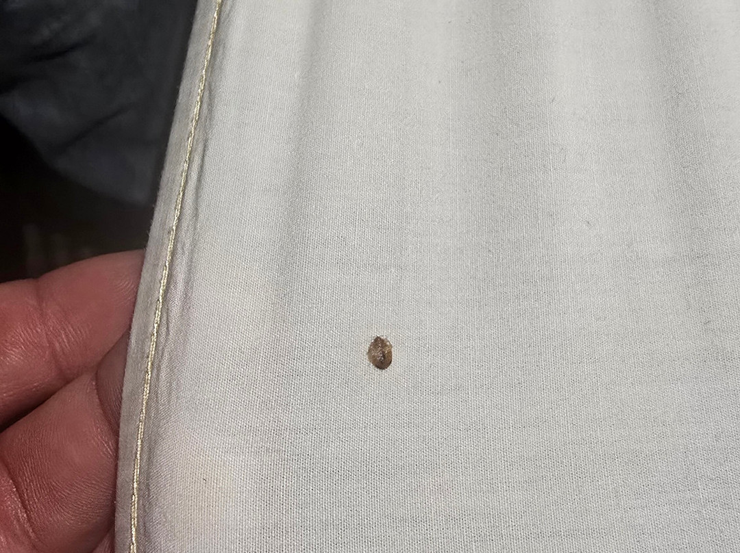 La Quinta Inn & Suites by Wyndham Beeville主图